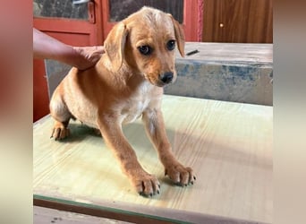 LEXI - sucht ihr Für-immer-Zuhause