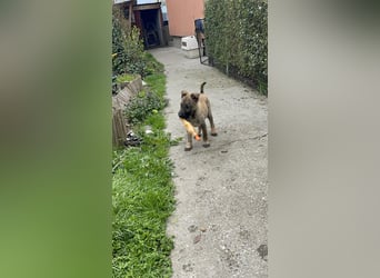 MAXI - liebevoller Hundebub