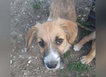 FRIEDA - Traumzuhause gesucht