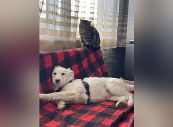 ZACK - liebevoller Hundebub