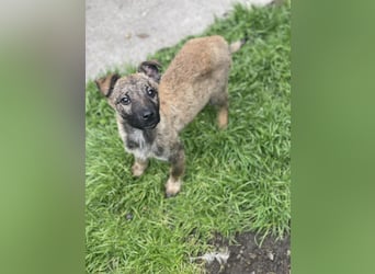 MAXI - liebevoller Hundebub