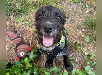 MILLIE - liebevolles Hundemädchen sucht ihr Zuhause
