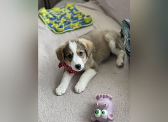 PEER - sanfte Seele sucht seine Menschen *reserviert*