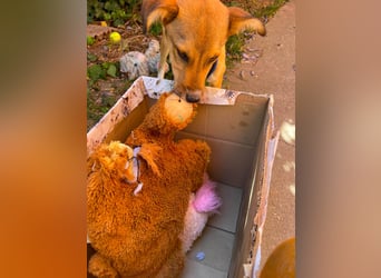 ROCKY - toller Hundebub