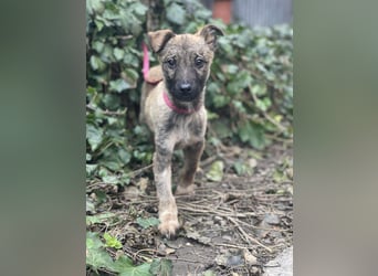 MAXI - liebevoller Hundebub