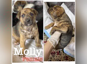 MOLLY - aufgewecktes Hundemädchen