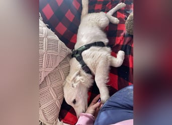 ZACK - liebevoller Hundebub