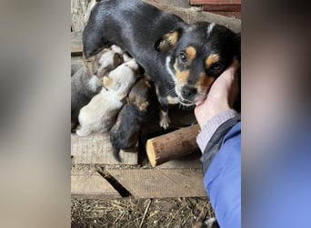 PEER - sanfte Seele sucht seine Menschen *reserviert*