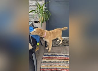 CRUMPET - verspielte Schönheit