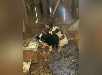 BELLA - sucht ihr Für-immer-Zuhause