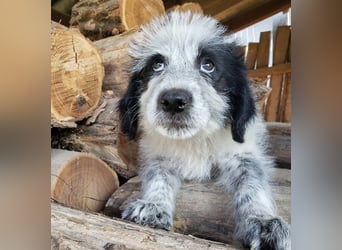 ARYA - zuckersüßes Hundekind