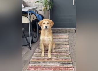 CRUMPET - verspielte Schönheit