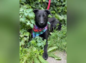 MYLA - schüchternes Mädchen sucht ihre Menschen