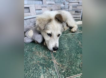 BETTY - wo findet sie ihr Glück?