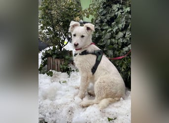 ZACK - liebevoller Hundebub