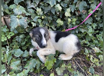 SUKI - hübsche Hundedame