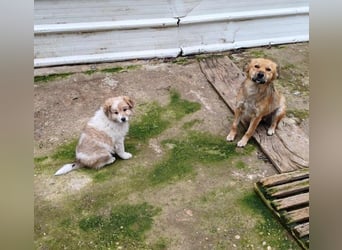 EDUARD - kleine Knutschkugel