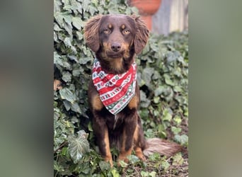 ROSIE - verspielte Schönheit