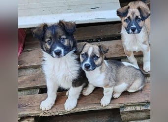 ZANNY - sanfte Seele sucht ein Zuhause *reserviert*