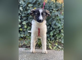 SUKI - hübsche Hundedame