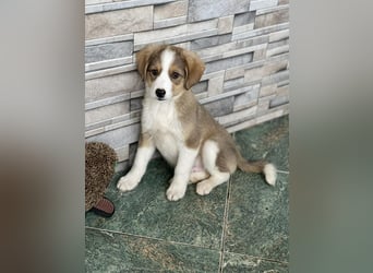 PEER - sanfte Seele sucht seine Menschen *reserviert*