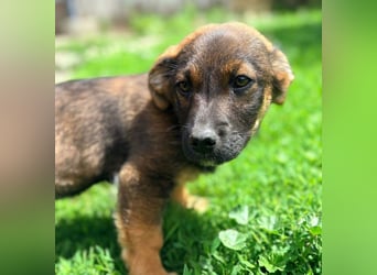 GOOFY - verspieltes Hundekind