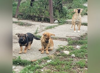 GOOFY - verspieltes Hundekind