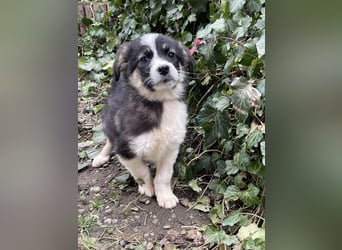 NALA - sanfte Seele sucht ihre Menschen