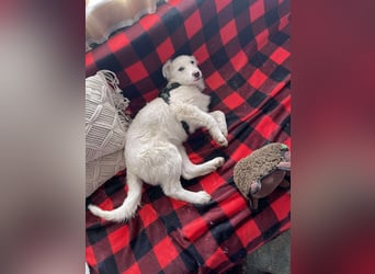 ZACK - liebevoller Hundebub