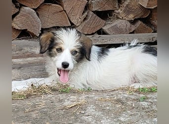 HEIDI - liebevolles Hundekind