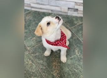 PRESTON - Zuckerbub sucht seine Menschen *reserviert*