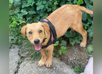 AMBER - tolles Hundemädchen
