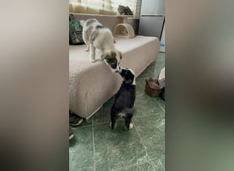 NALA - sanfte Seele sucht ihre Menschen