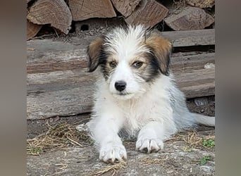HEIDI - liebevolles Hundekind