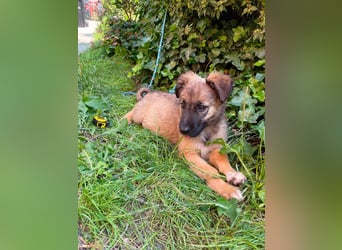 BEAR - sucht ihr Für-immer-Zuhause