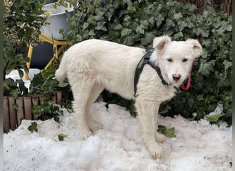 ZACK - liebevoller Hundebub