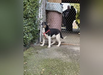 MELODY - Traumzuhause gesucht