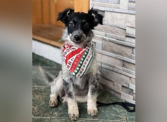 SADIE - Traumzuhause gesucht