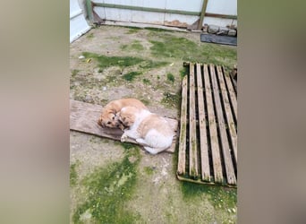 EDUARD - kleine Knutschkugel