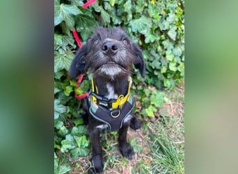 MILLIE - liebevolles Hundemädchen sucht ihr Zuhause
