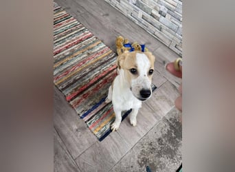 HANNAH - sucht ihre Menschen