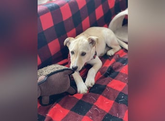 MELISSA - Zuhause gesucht