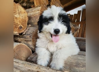 LOTTE - Traumzuhause gesucht