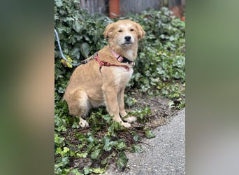 CRUMPET - verspielte Schönheit