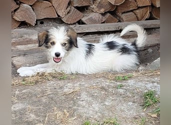 HEIDI - liebevolles Hundekind