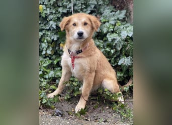 CRUMPET - verspielte Schönheit