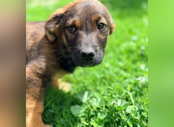 GOOFY - verspieltes Hundekind