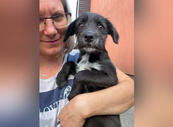 MILLIE - liebevolles Hundemädchen sucht ihr Zuhause
