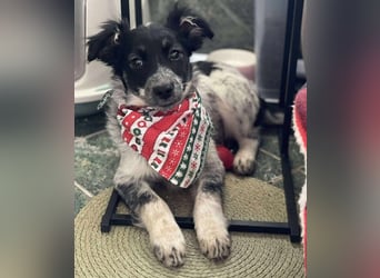 SADIE - Traumzuhause gesucht