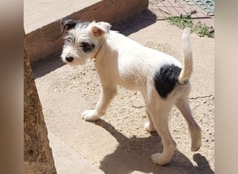 CHUCKY - Frohnatur sucht seine Menschen